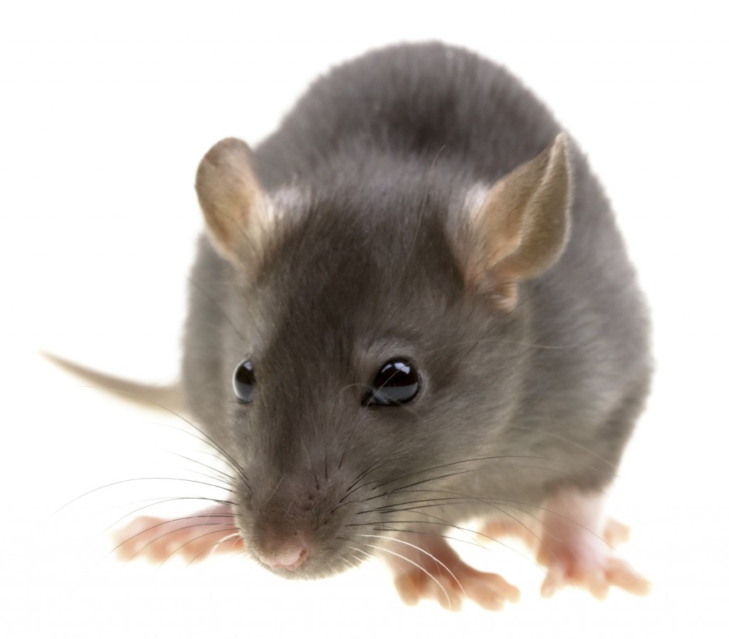 Dedetização de Rato na Lapa